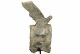 Sauropod (Camarasaurus) Caudal Vertebra - Absolutely Massive #209202-3